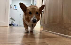 NBA: doguinho ‘vidente’ dá esperança aos torcedores do Warriors; entenda